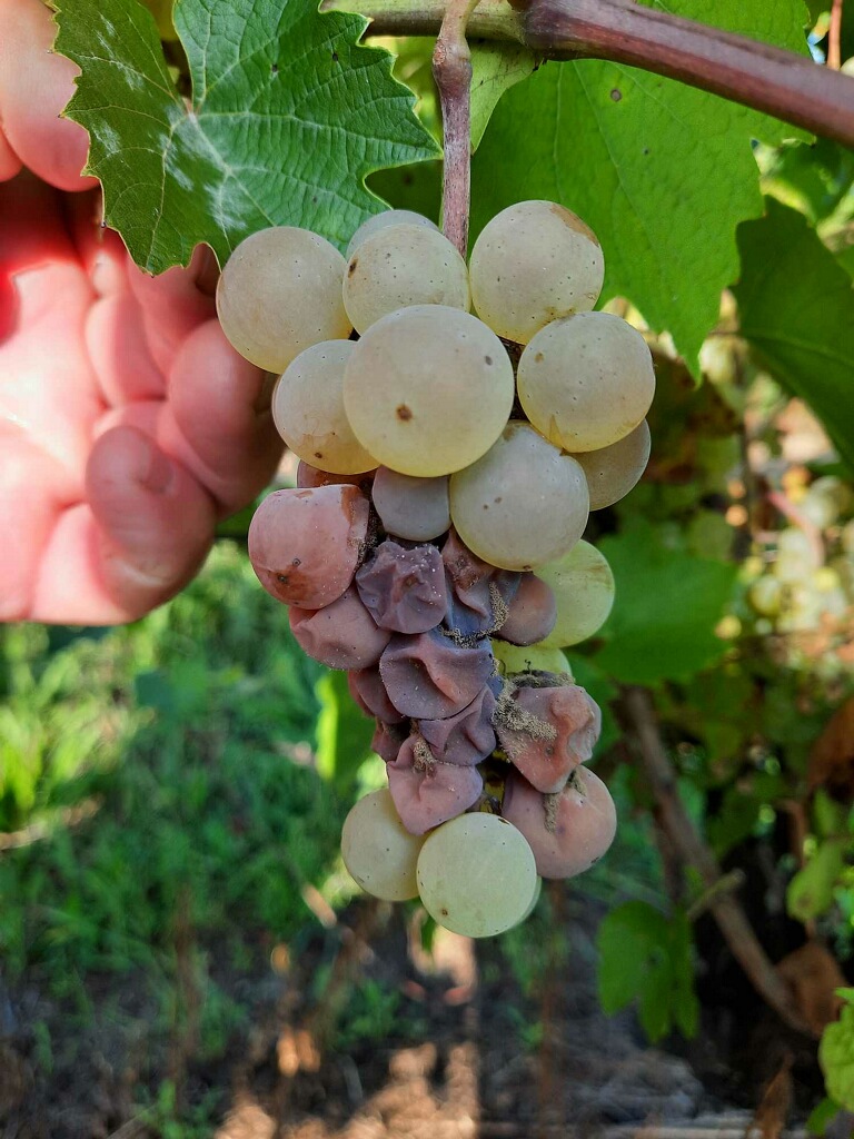 Botrytis on Aurore